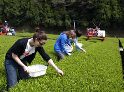 掛川で新茶の手摘みとお茶づくり体験2