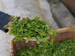 掛川で新茶の手摘みとお茶づくり体験3