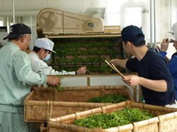 掛川で新茶の手摘みとお茶づくり体験4